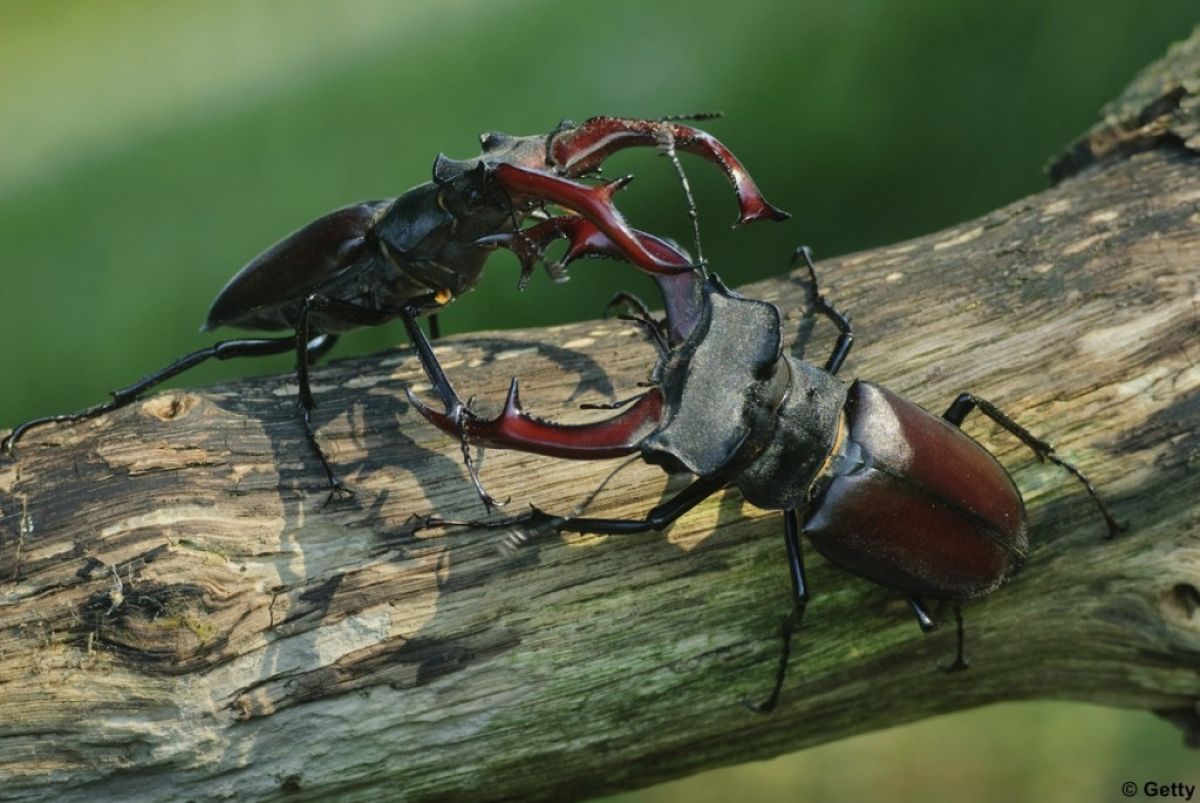 Hirschkäfer Hirschkäfer